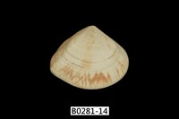 藏品(花蛤)的圖片